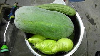 如何吃网上热门瓜,教你轻松吃遍网络热点