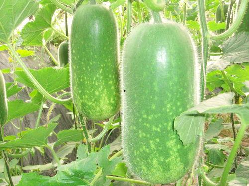 吃瓜昵称大全可爱,盘点那些可爱到爆的吃瓜昵称