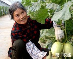 淄博临淄区吃瓜,瓜果飘香，品味古韵美食之旅