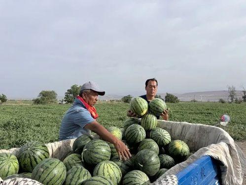 淄博临淄区吃瓜,瓜果飘香，品味古韵美食之旅