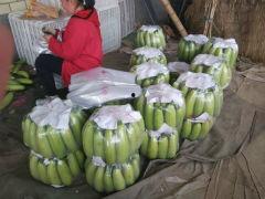 淄博临淄区吃瓜,瓜果飘香，品味古韵美食之旅