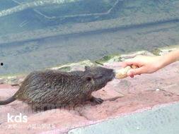 梦见瓜被老鼠吃烂了