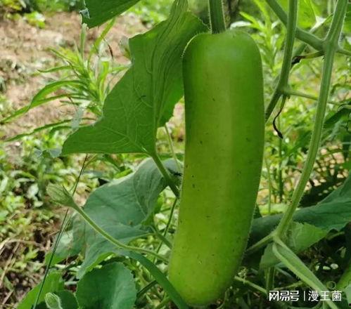 晚上给你吃瓜,揭秘娱乐圈幕后故事