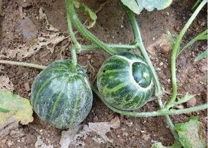 托着下巴吃瓜,揭秘网络时代的“吃瓜群众”现象