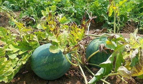 立秋之后吃瓜好吗,传统习俗与健康考量