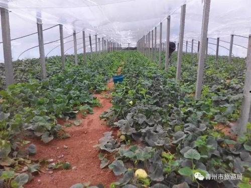 弥河银瓜适合什么人吃,营养美味，适合全家老少共享的佳品