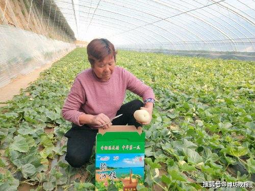 弥河银瓜适合什么人吃,营养美味，适合全家老少共享的佳品