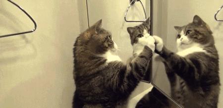 画画不如养猫吃瓜