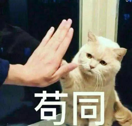 画画不如养猫吃瓜