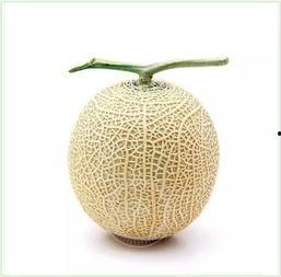 侯夫人吃瓜日常,瓜田里的悠闲时光