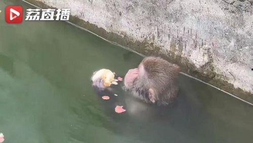 吃瓜学院霸凌,揭秘校园霸凌背后的真相