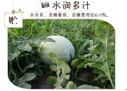 江苏种的白瓜怎么吃的,江苏白瓜的多样食法探索