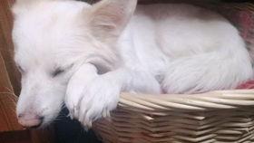 吃瓜的清脆声音