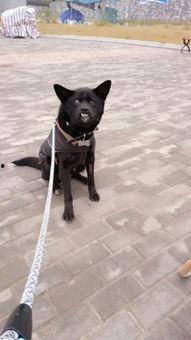 土狗可以吃毛瓜吗怎么吃,土狗食用毛瓜的适宜方法与注意事项