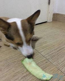 土狗可以吃毛瓜吗怎么吃,土狗食用毛瓜的适宜方法与注意事项