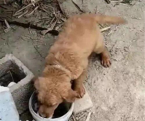 土狗可以吃毛瓜吗怎么吃,土狗食用毛瓜的适宜方法与注意事项