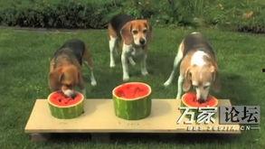 怪异宠物带你吃瓜,带你穿越吃瓜世界