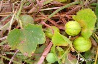 逐野吃瓜,揭秘娱乐圈那些不为人知的幕后故事