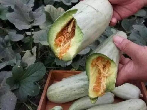 逐野吃瓜,揭秘娱乐圈那些不为人知的幕后故事