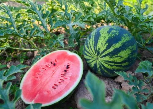 媚儿吃瓜,揭秘娱乐圈幕后故事