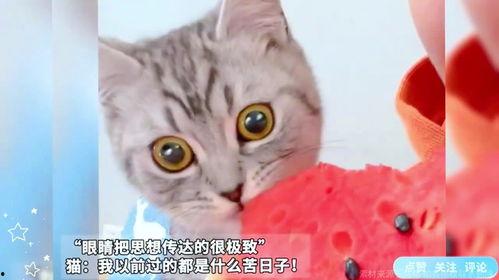 小猫可以吃猫瓜,小猫的天然美食探索之旅