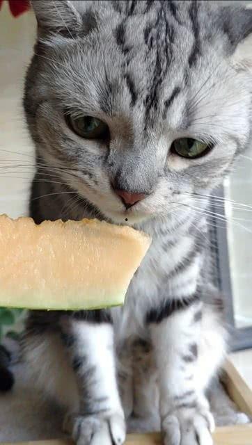 小猫可以吃猫瓜,小猫的天然美食探索之旅