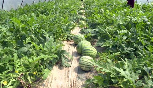 丰县最新吃瓜视频,揭秘当地美食文化新潮流