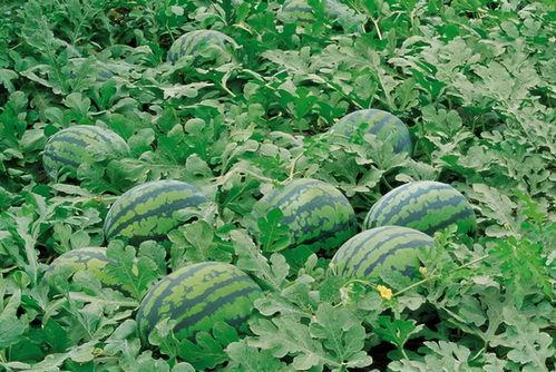 乡下吃瓜的情景描写,夏日乡村欢乐时光