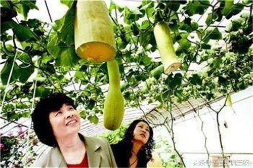 乡下吃瓜的情景描写,夏日乡村欢乐时光