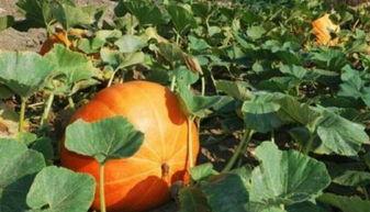 呆瓜吃瓜越吃越瓜,越吃越“瓜”的奇妙之旅