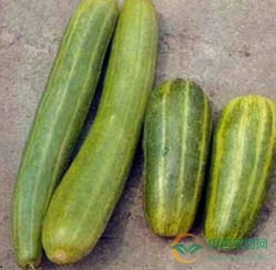 呆瓜吃瓜越吃越瓜,越吃越“瓜”的奇妙之旅