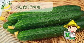 夏天吃瓜配的音乐,夏日吃瓜必备音乐推荐