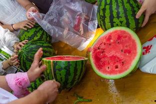 吃瓜场景视频,揭秘吃瓜群众的欢乐时光