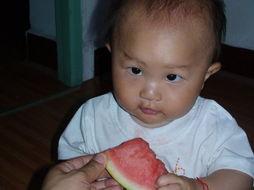 四猫吃瓜图,趣味横生一幕图