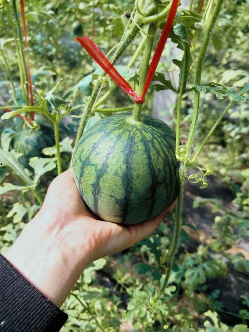 王拉拉吃瓜,揭秘娱乐圈幕后故事