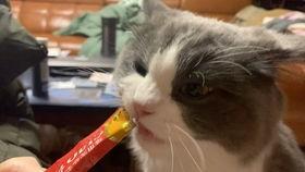 喵小吉吃瓜,揭秘娱乐圈那些事儿