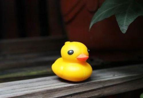 小黄吃瓜鸭,揭秘网络热梗背后的趣味与思考