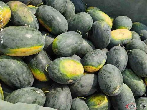 圆形吃瓜,揭秘瓜果界的独特魅力