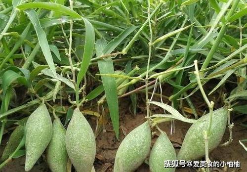 羊角瓜是怎么吃