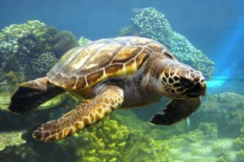 尼加拉瓜吃玳瑁海龟,传统美食背后的生态危机