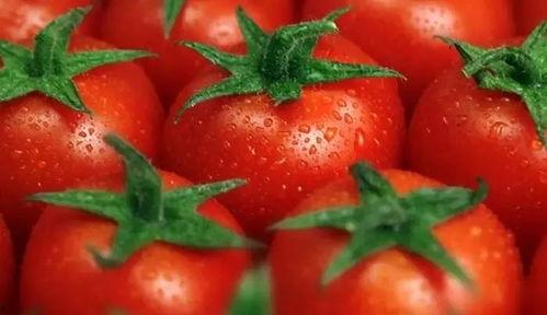 宠妃吃瓜番茄,揭秘后宫秘闻番茄大揭秘