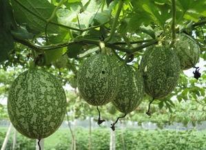 答题吃瓜图片大全