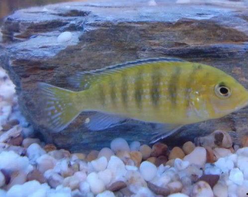 慈鲷鱼吃瓜,探索热带鱼的新食趣