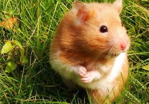 金丝熊吃凉瓜,夏日消暑新宠