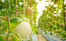 梦里吃梨瓜,一场奇幻的梦境之旅